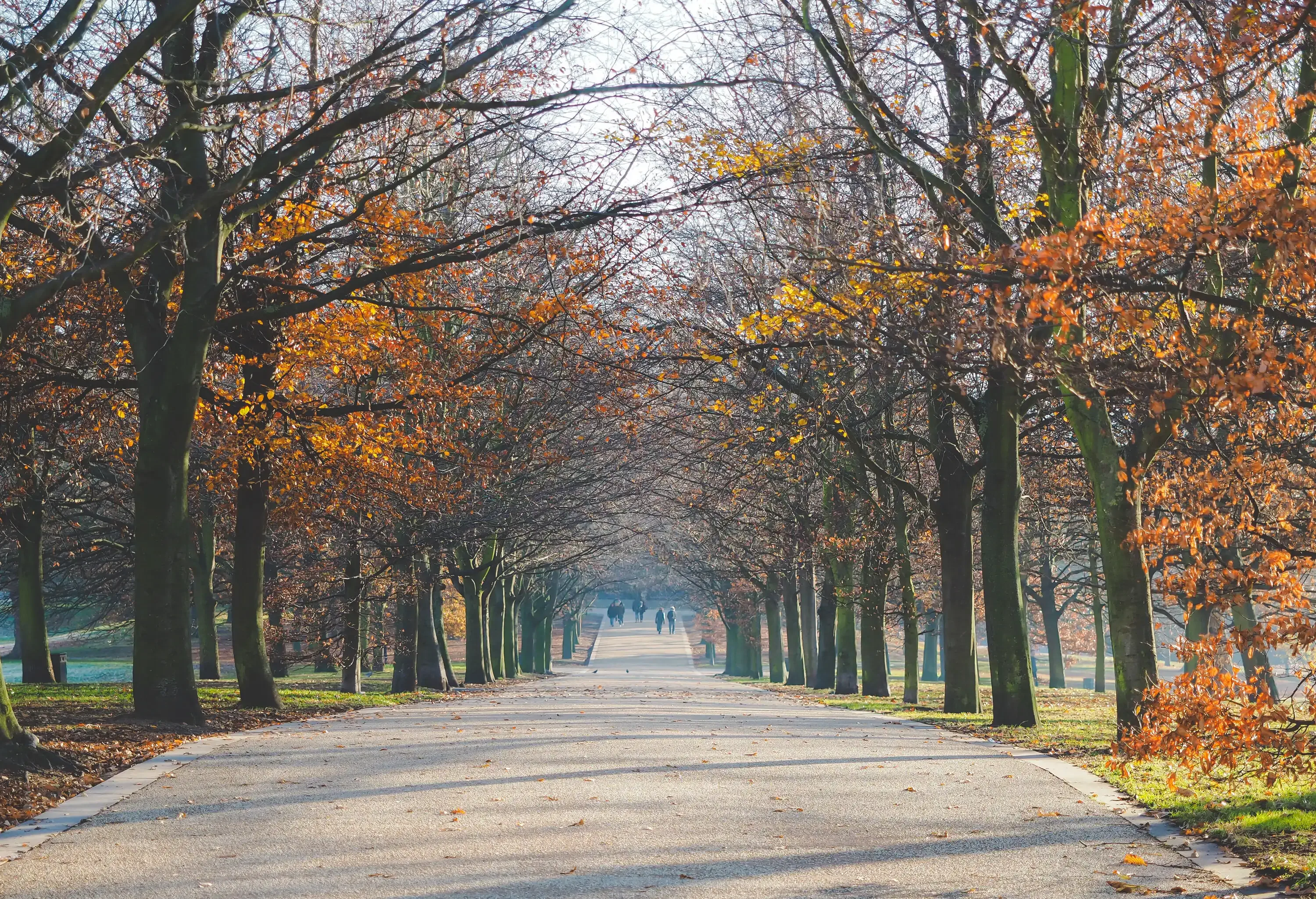 People walking on a concrete pavement under the shade of withered trees in autumn colours.