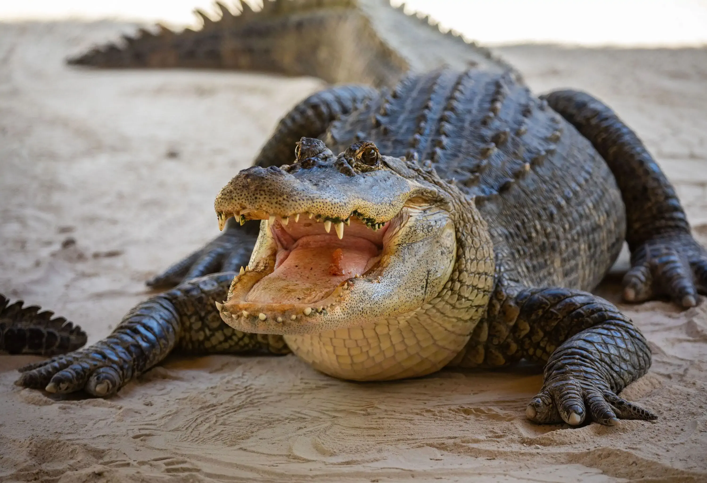 A big alligator with its mouth open.