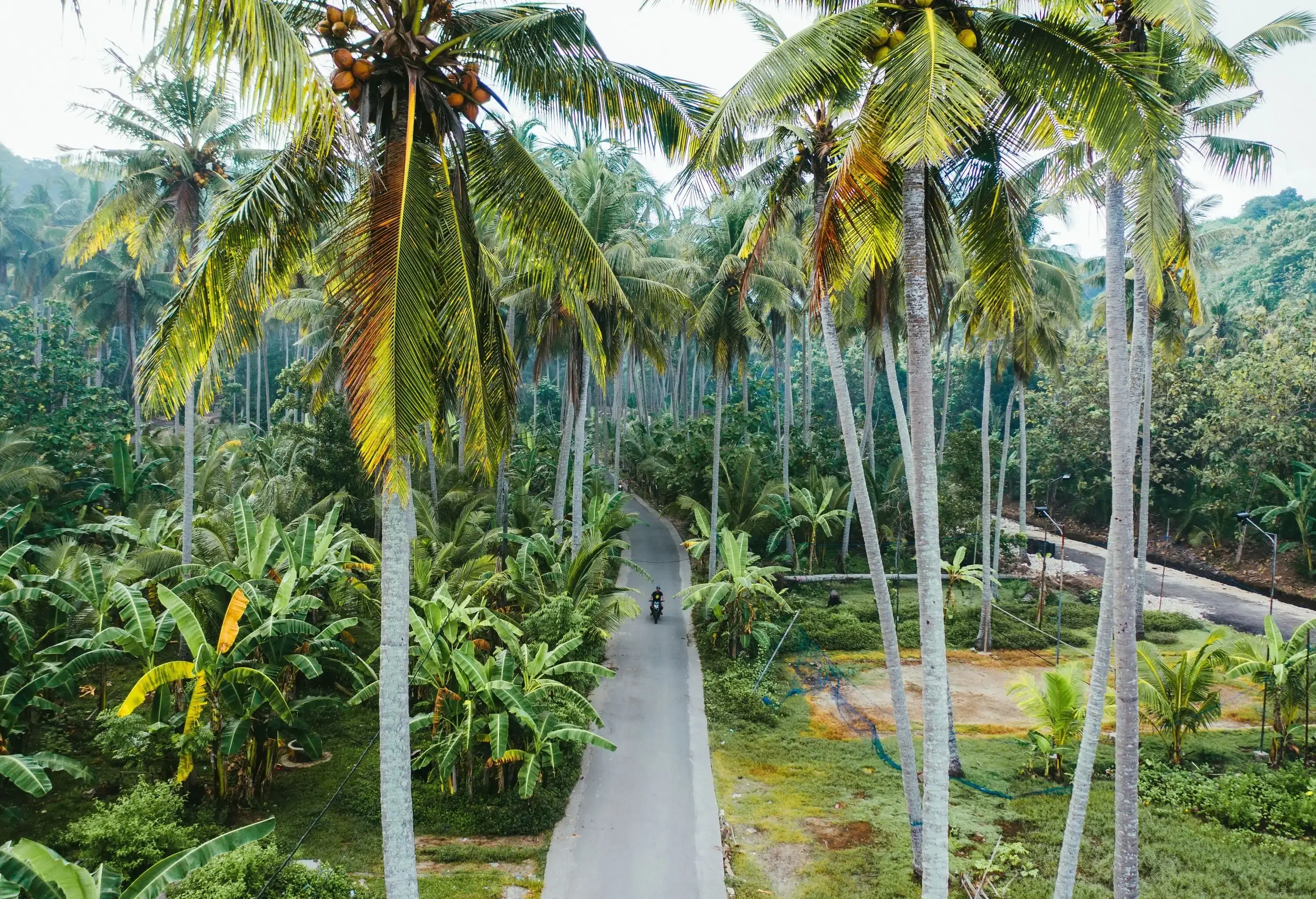 Person on a motorbike passing through a lush tropical jungle.