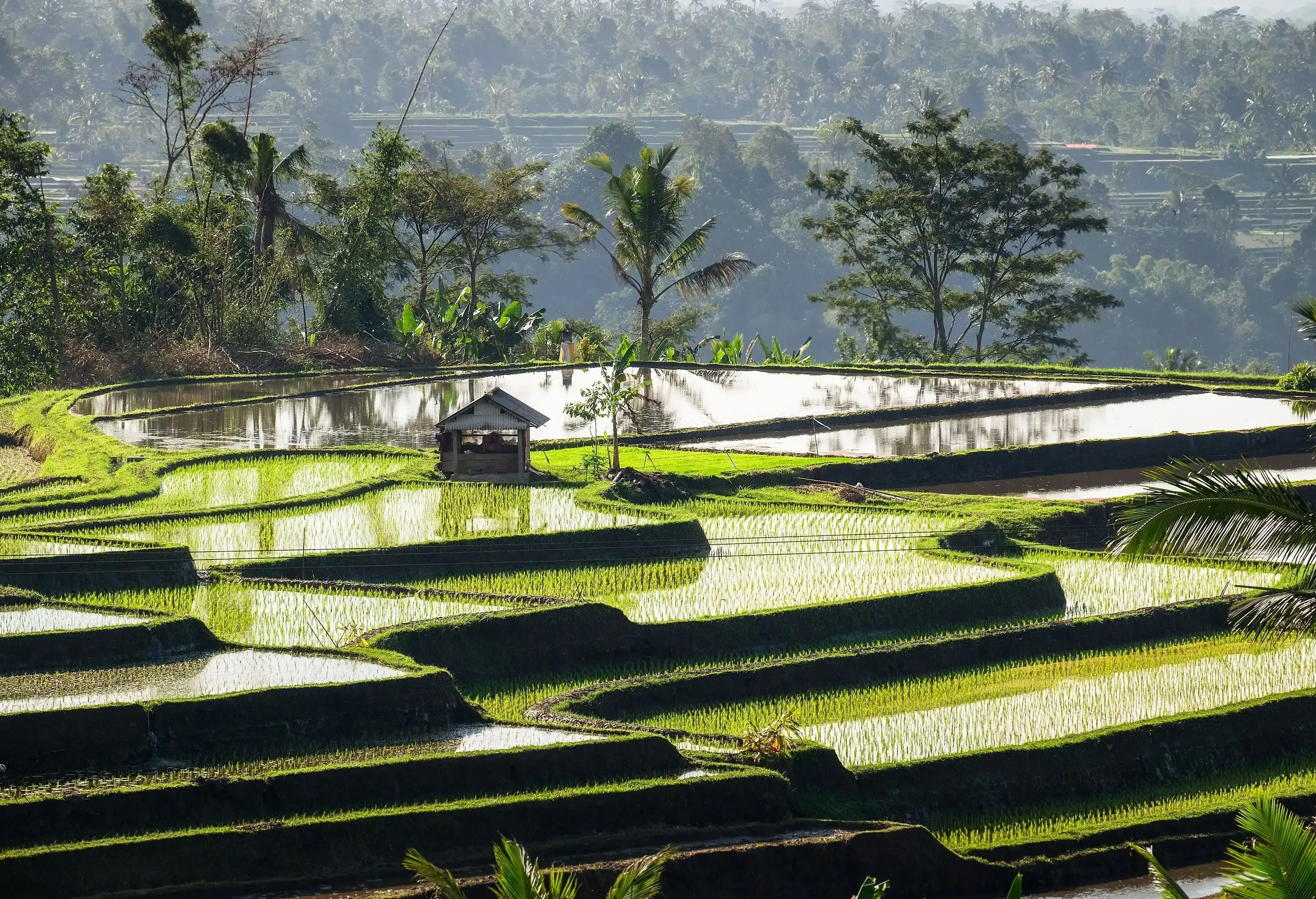 Newly planted tiered rice fields with a wooden shed in the middle.