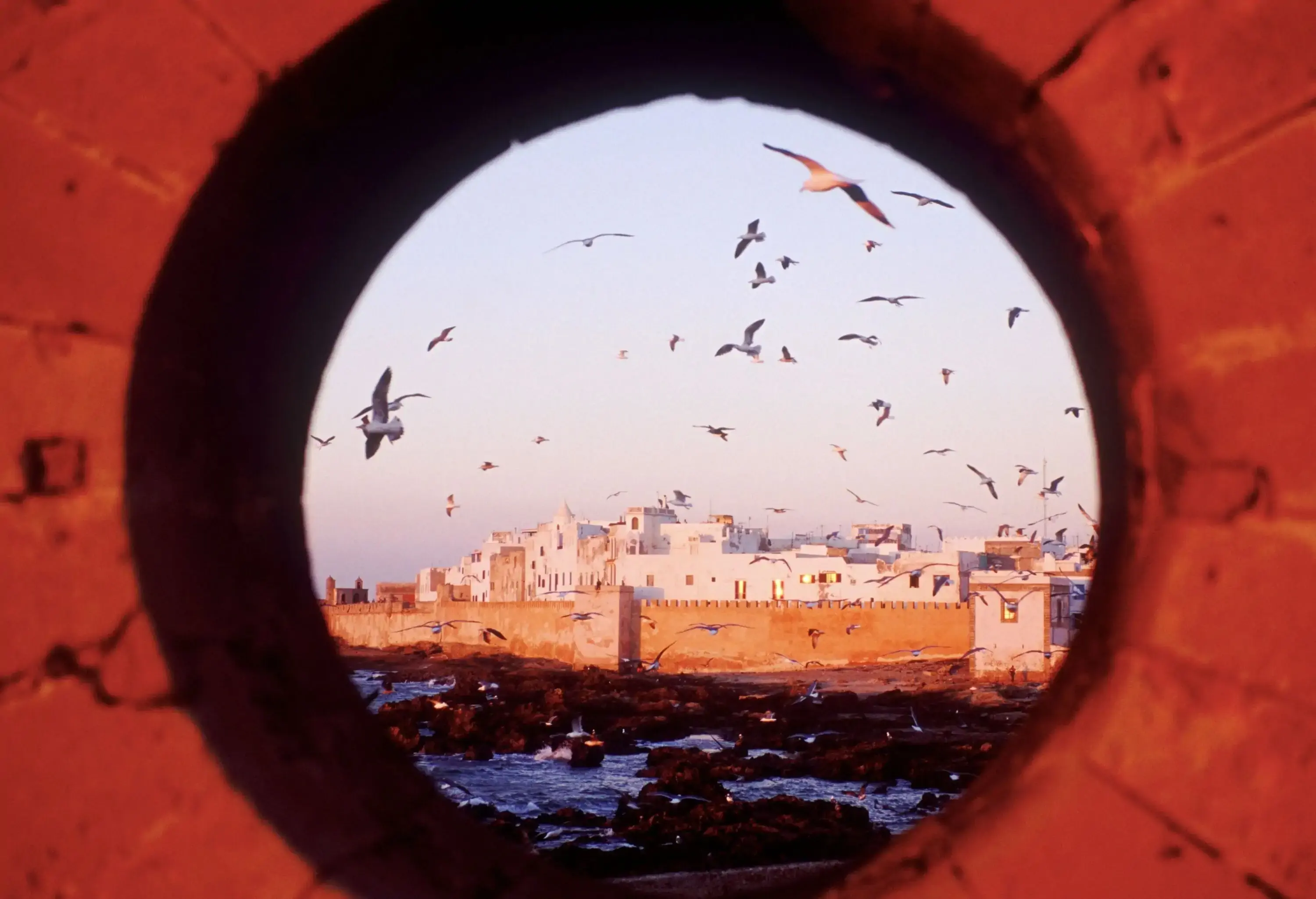A captivating scene shows flocks of birds crowding the craggy rocky coast, with white-washed buildings tucked near the seashore as a backdrop.
