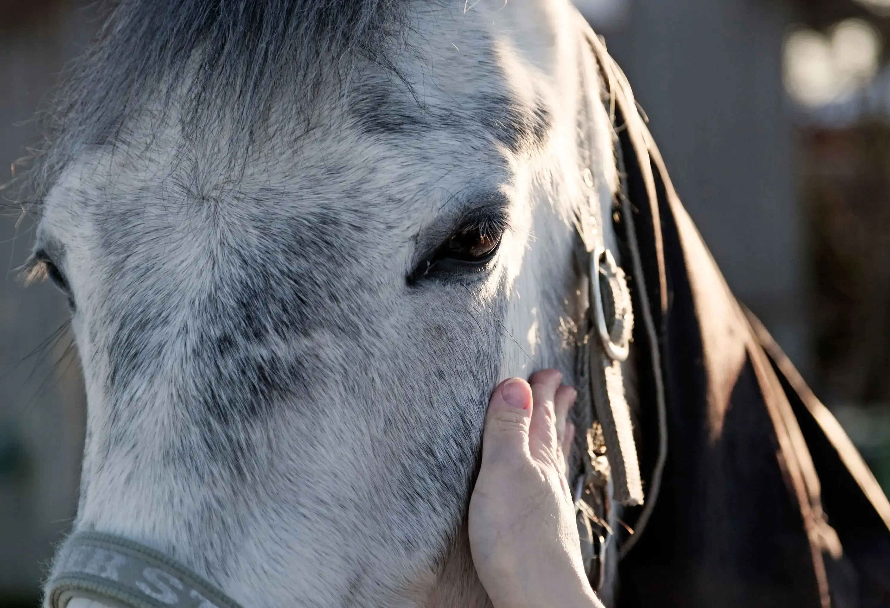 a girl's hand pats a horse standing in a pasture