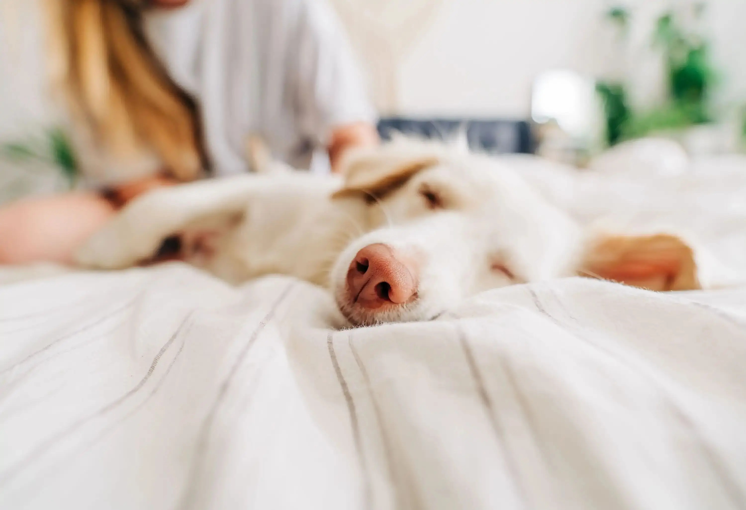 A woman pets a dog that is sleeping on a hotel bed.