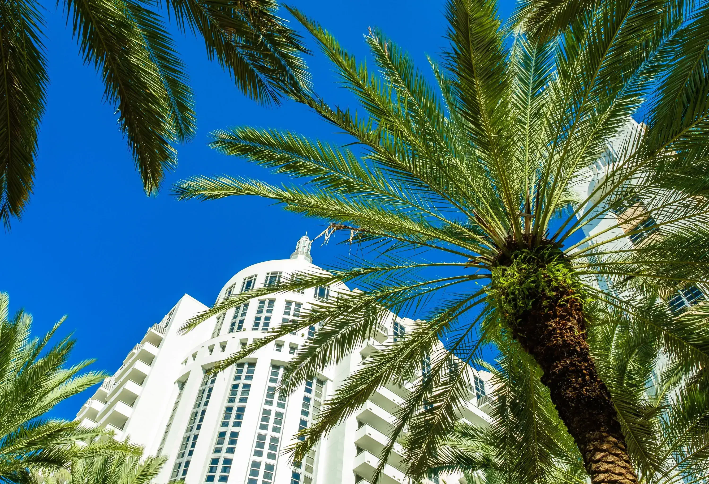 A white building and the fronds of palm trees fanning against a deep blue sky.