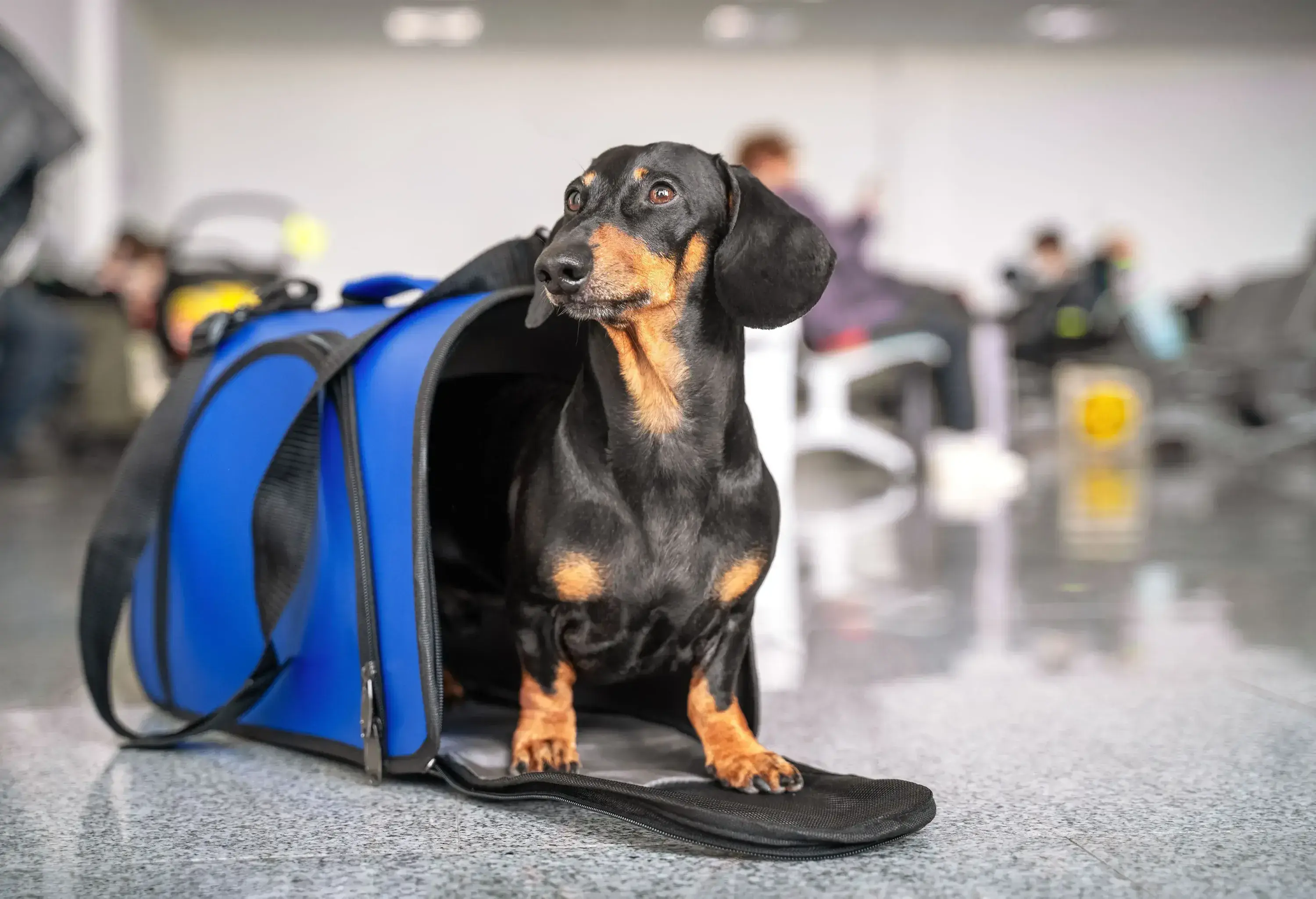A black and tan dachshund dog coming out of a blue pet carrier bag.
