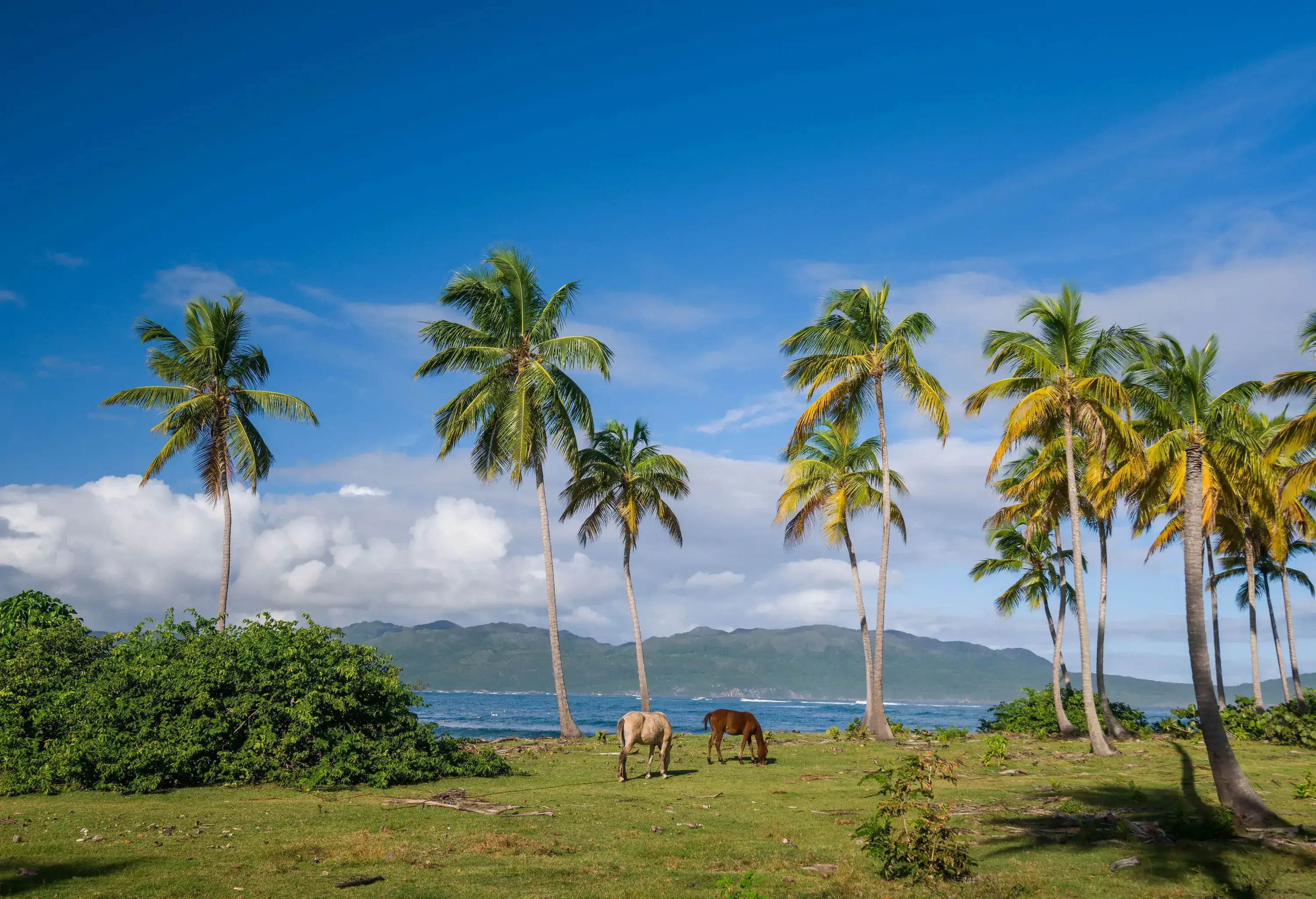 Two boats rest moored near the shore of a tranquil beach, with towering palm trees and lush tropical plants providing a verdant frame in the background.