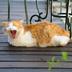 Animaux admis