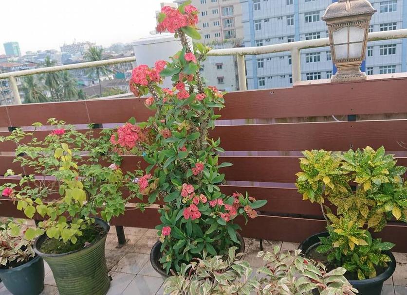 Balcon Photo
