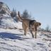 Animaux admis