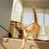 Animaux admis