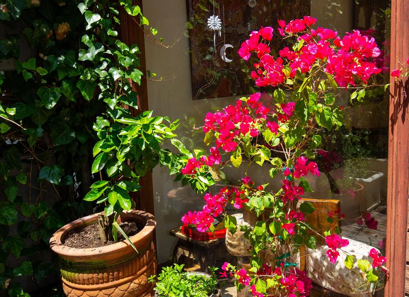Patio Photo