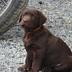 Animaux admis