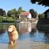 Animaux admis